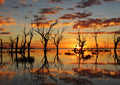Silhouetted trees reflected in Lake Menindee during a vivid orange sunset