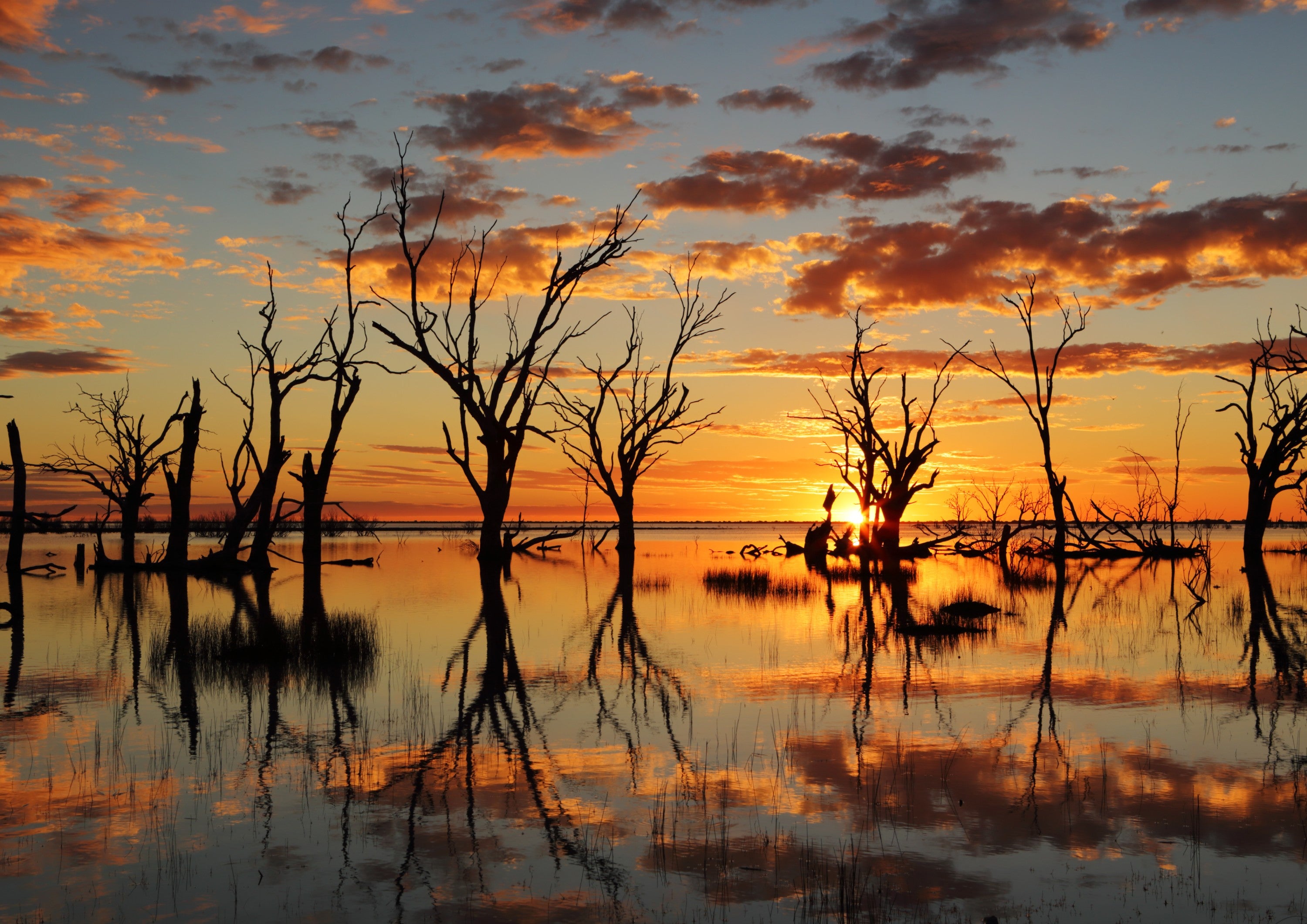 Silhouetted trees reflected in Lake Menindee during a vivid orange sunset