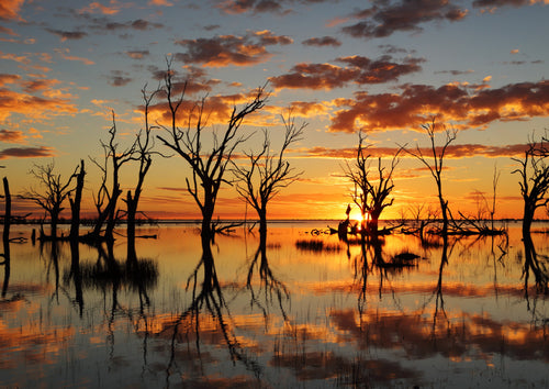 Silhouetted trees reflected in Lake Menindee during a vivid orange sunset