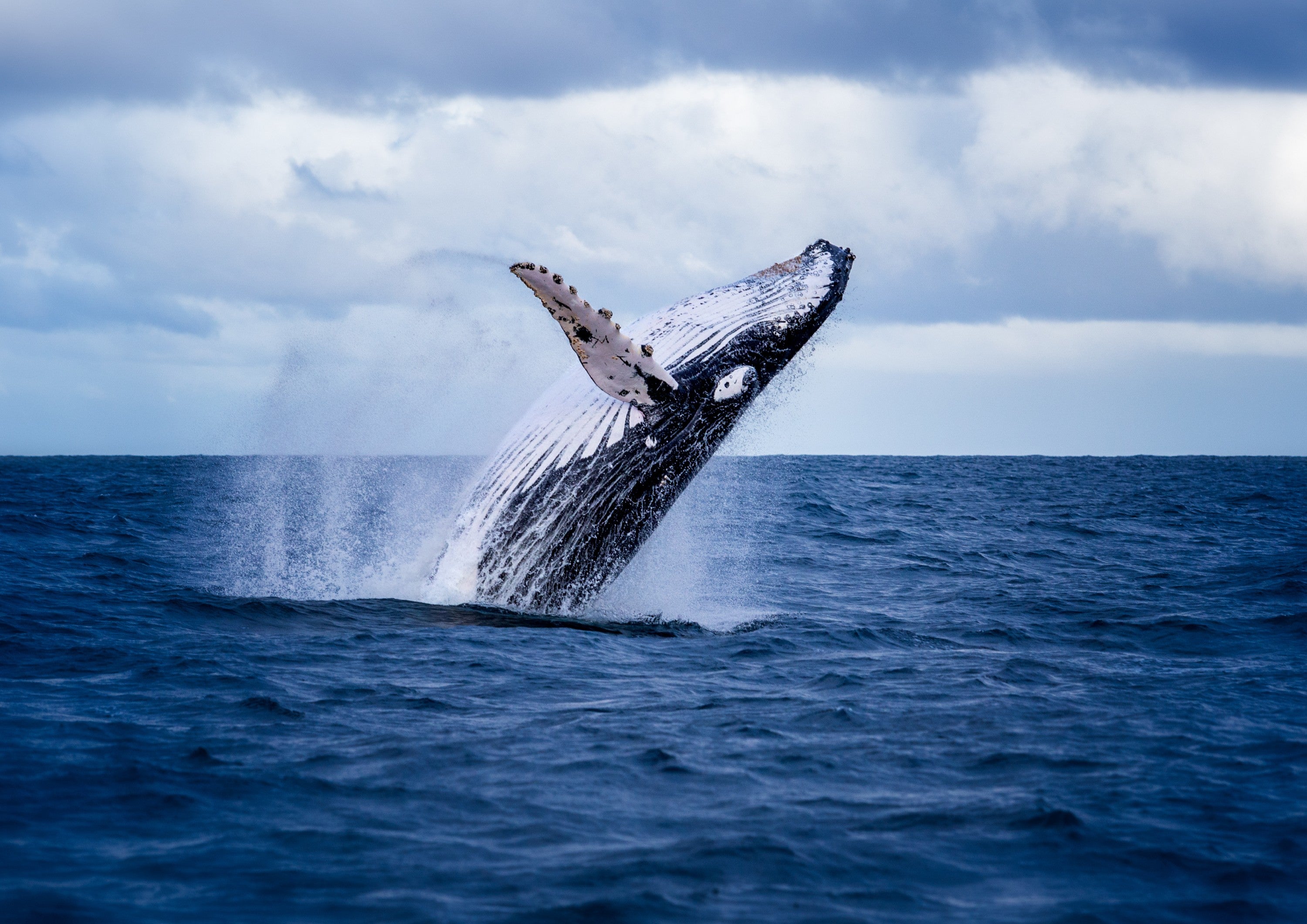 Australian Humpback Whale Breach — Fine Art Print